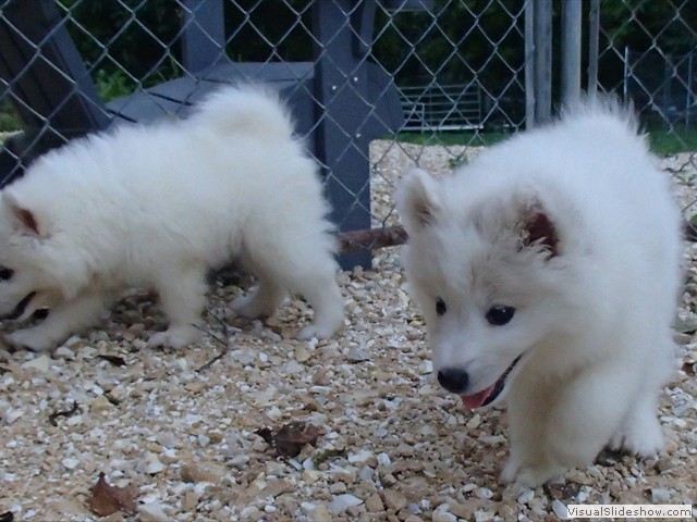 pups-2