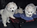 pups-2