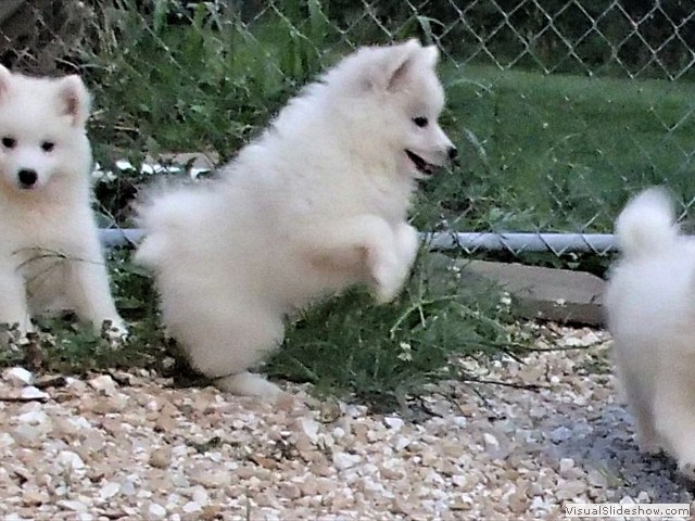 pups-1