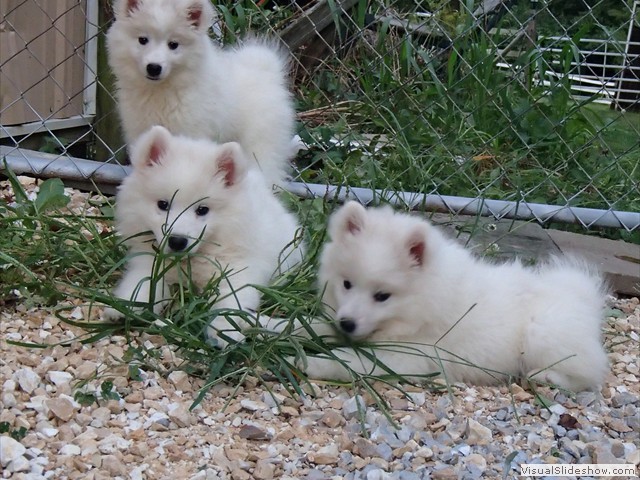 pups-10