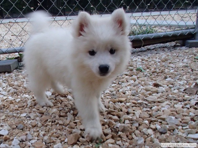pups-11