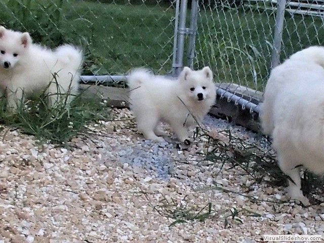 pups-2