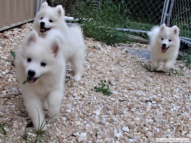 pups-3