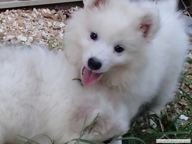 pups-4