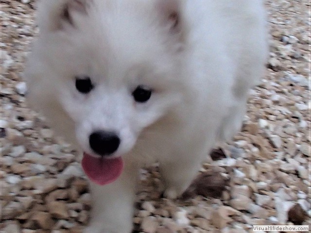 pups-5