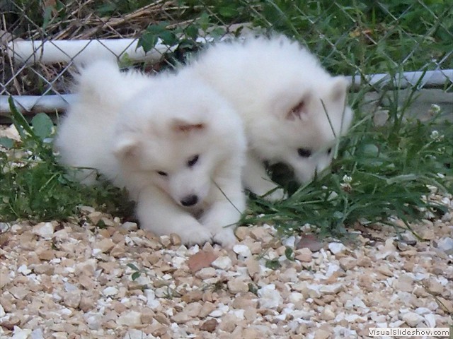 pups-6