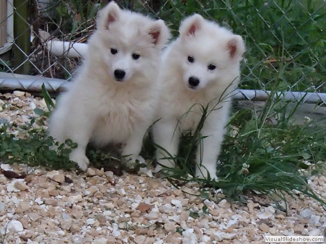 pups-7