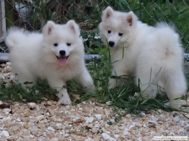 pups-8