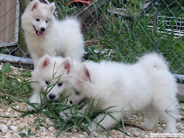 pups-9