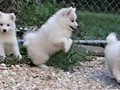 pups-1