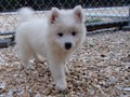 pups-11