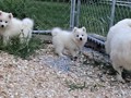 pups-2