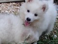 pups-4