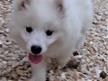 pups-5