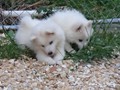 pups-6