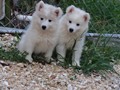 pups-7