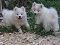 pups-8