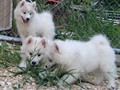 pups-9