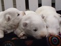 pups-2