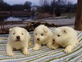 pups-2