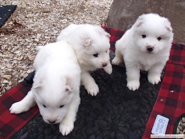 pups-2