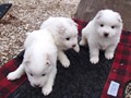 pups-2