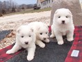 pups-3